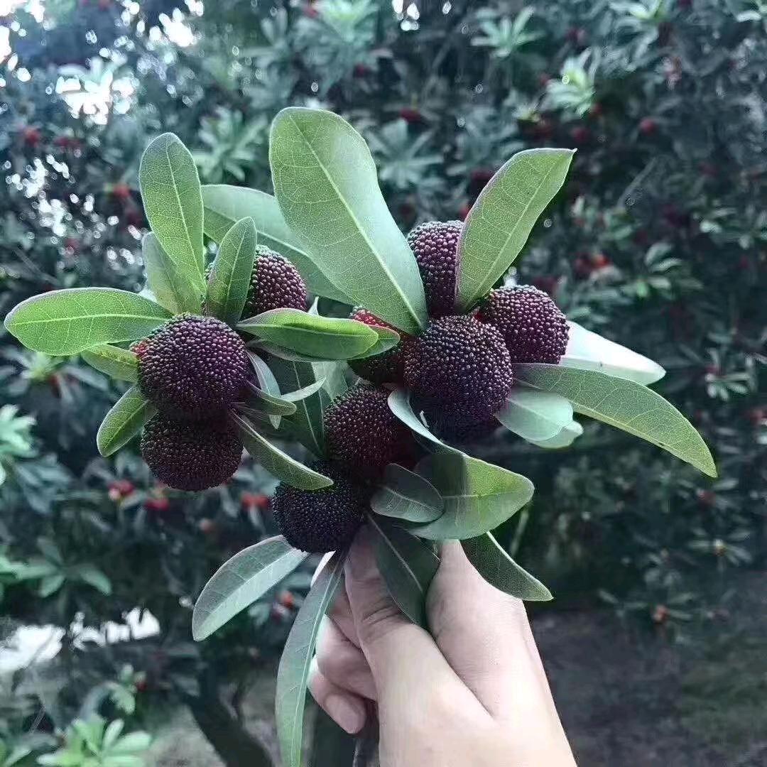 繁花