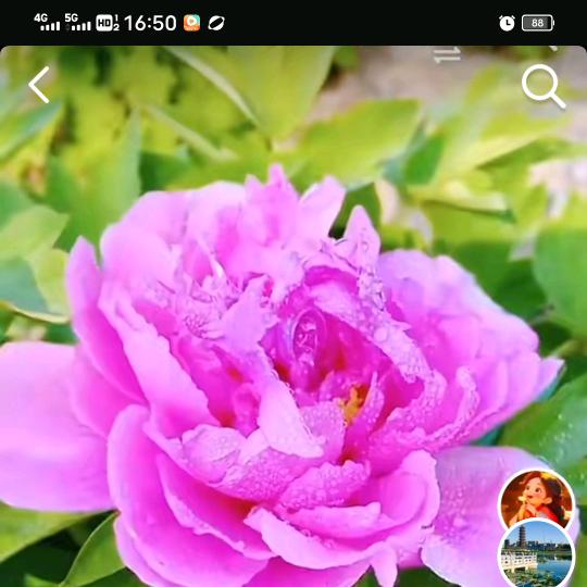 999.菏泽牡丹甲天下