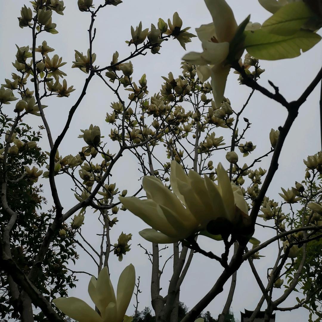 逝水流年