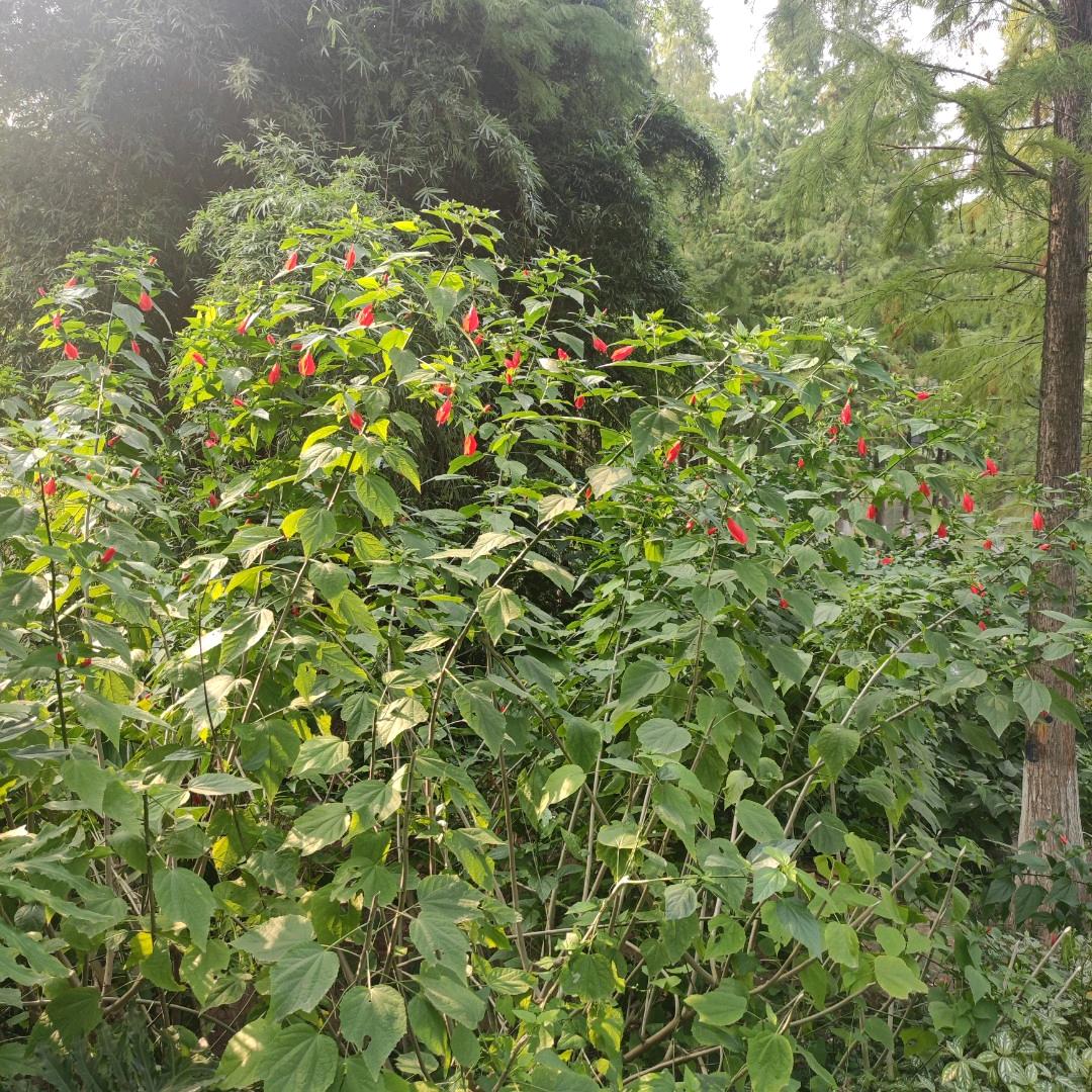 大宇