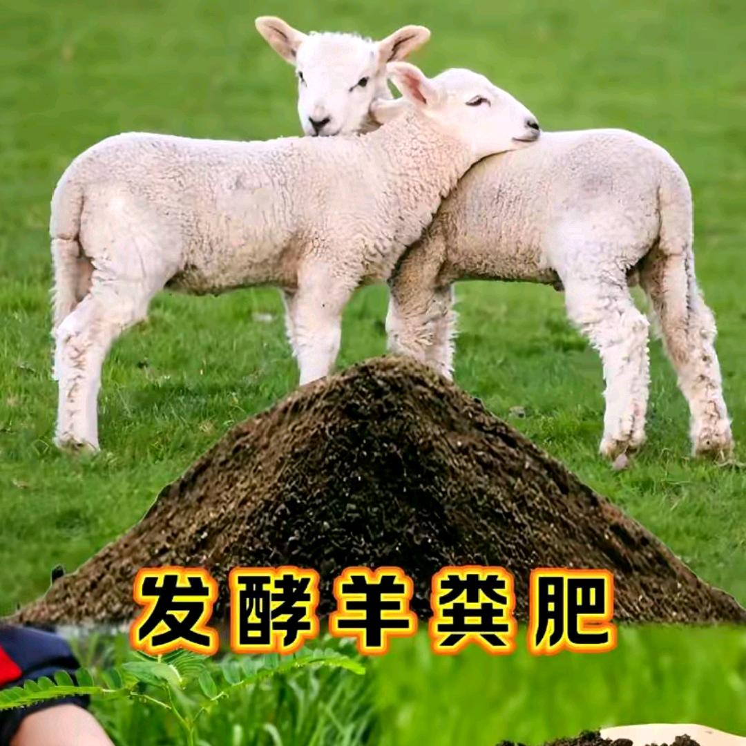 发酵纯羊粪源头厂家直销