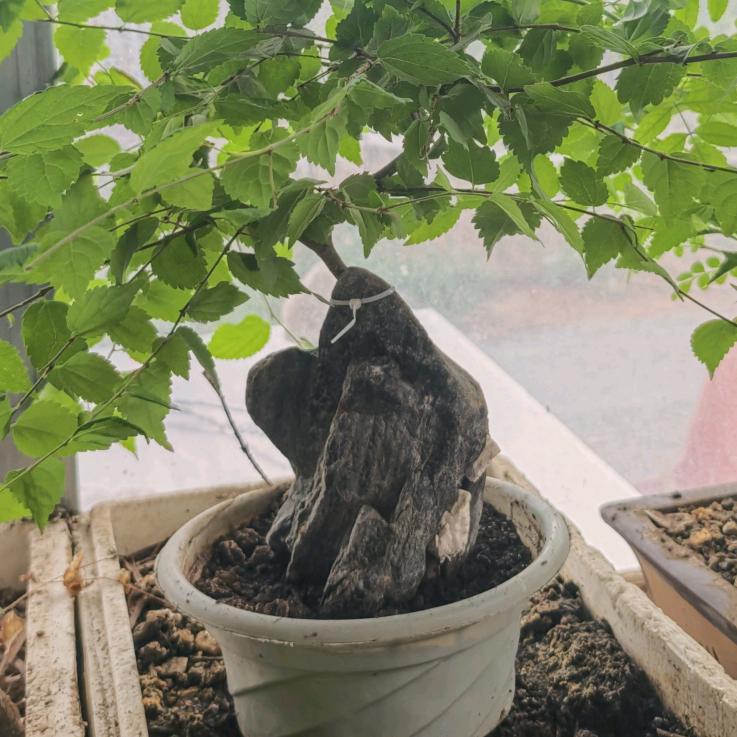 西安市长安区坤蕊花卉盆景店