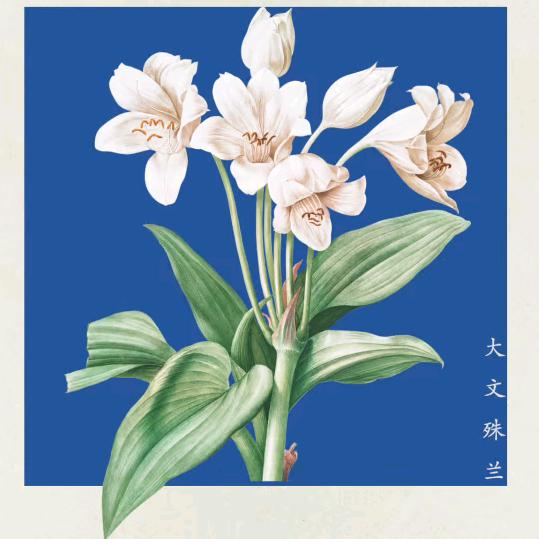 若兰幽