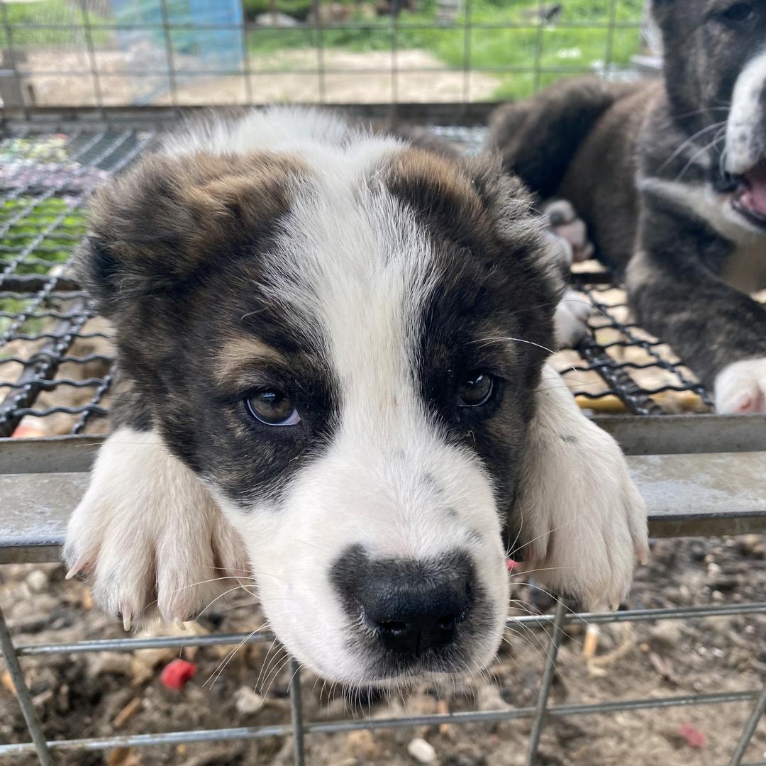 中亚养殖志远犬舍