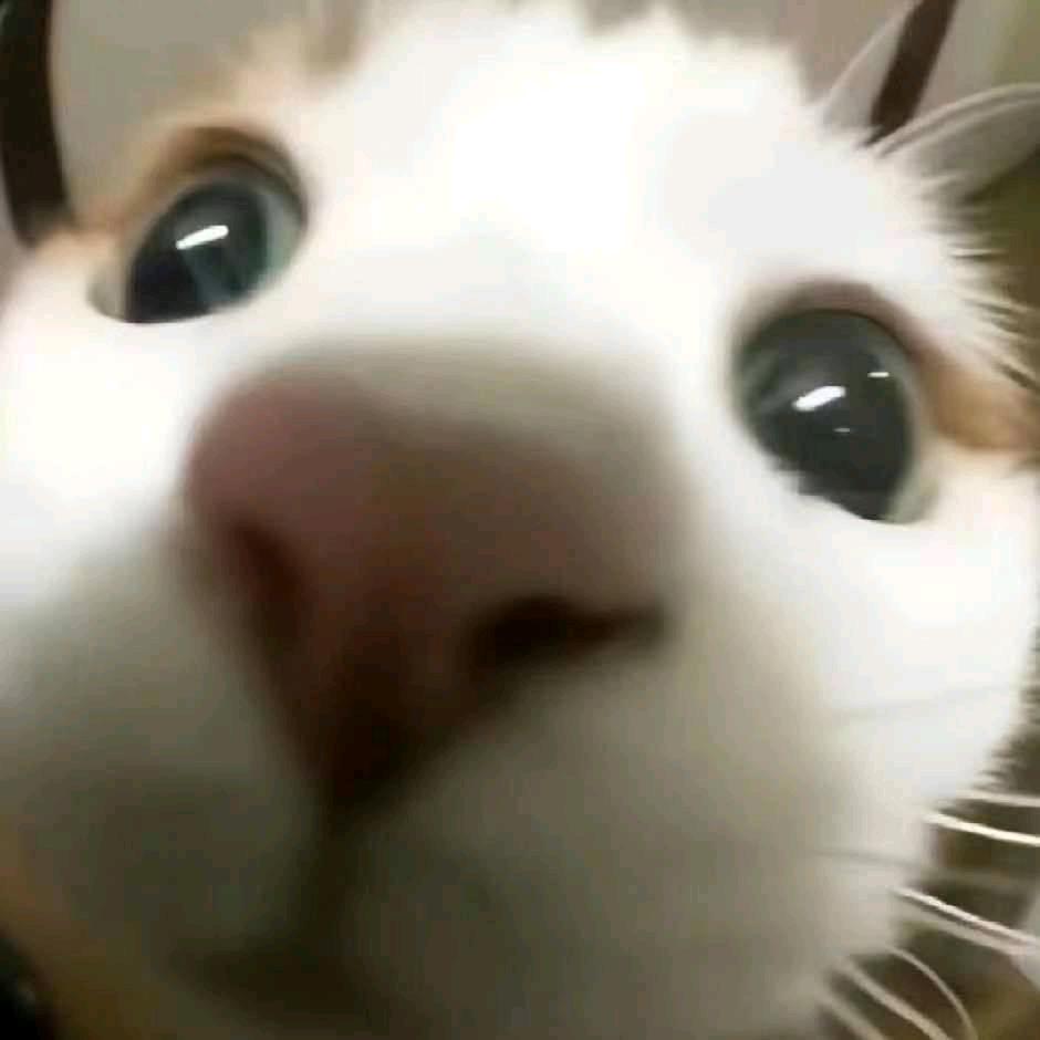 超级胡萝北无敌大刺毛球咪咪喵喵叮叮当当猫