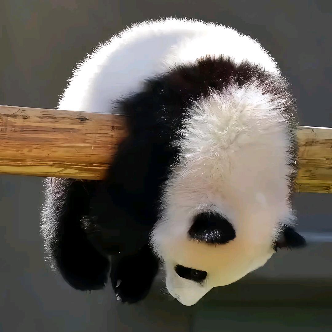 蝉鸣