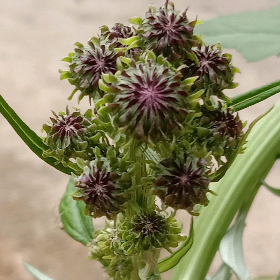 兰花草