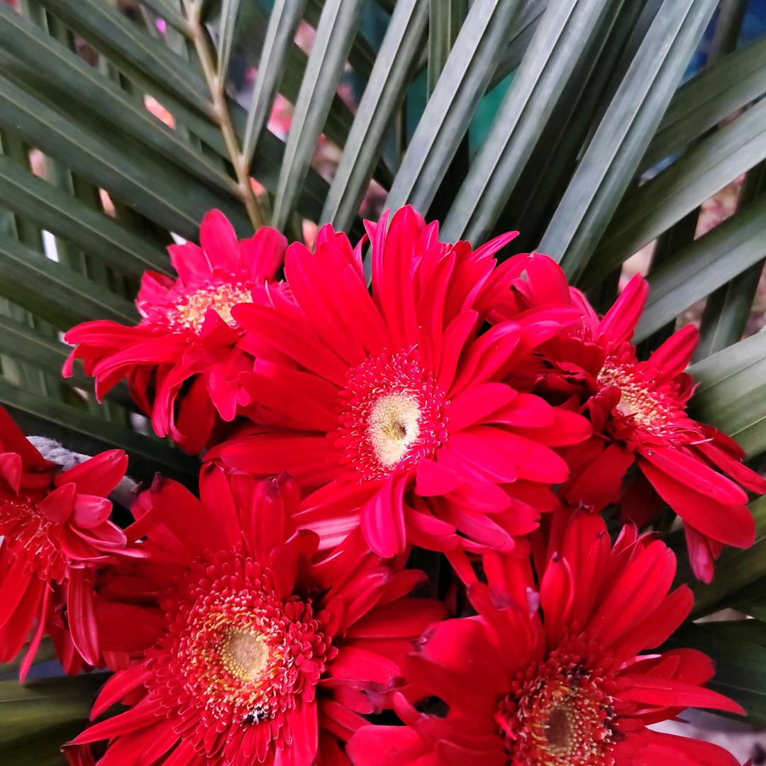 (是〜梦￣终▽会￣)醒〜