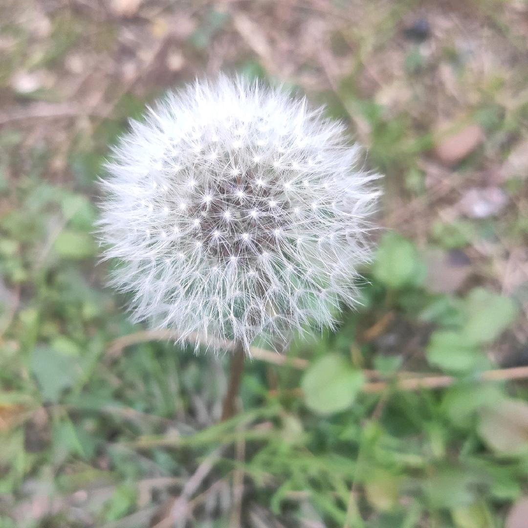 香梨真的好甜