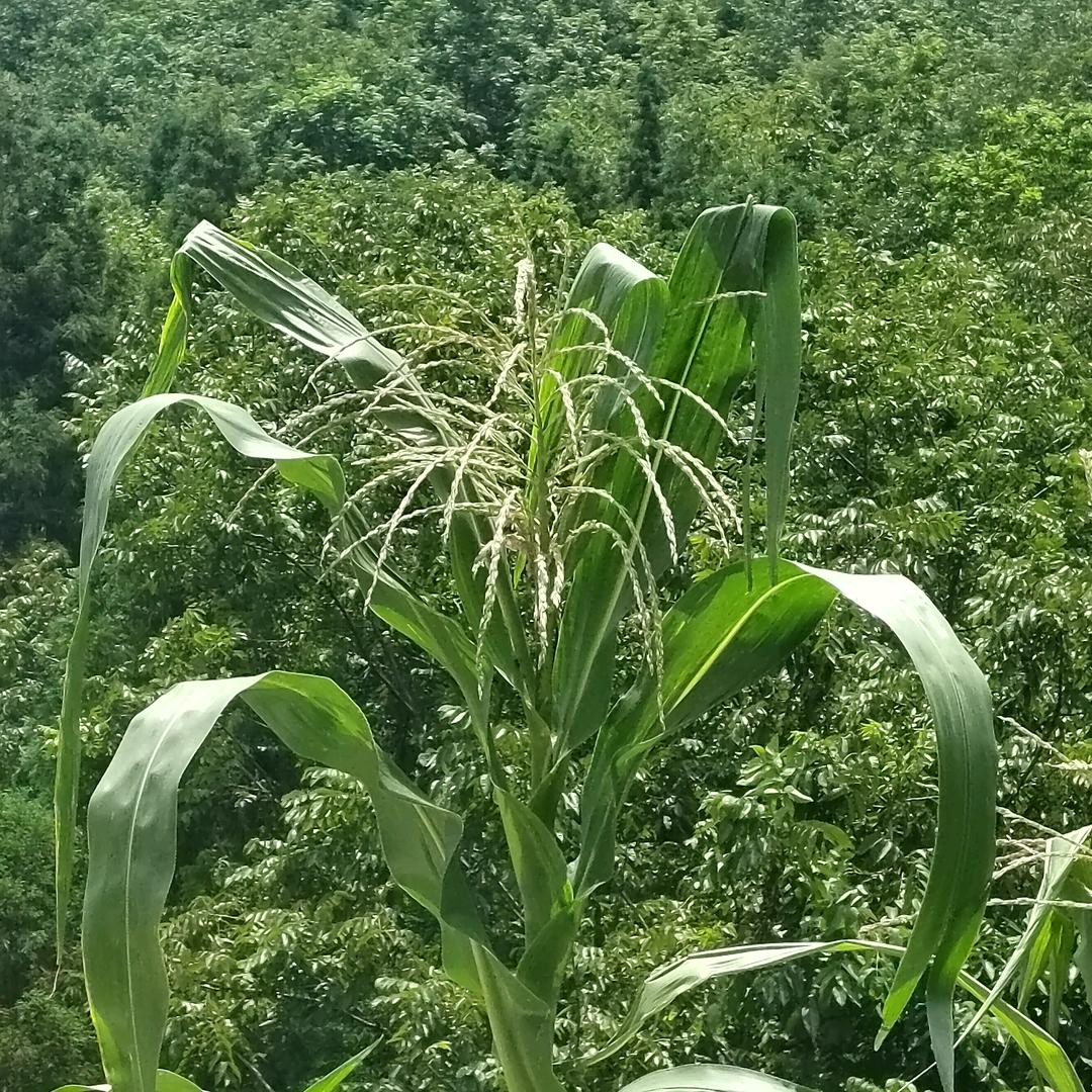 成哥：妙手回春