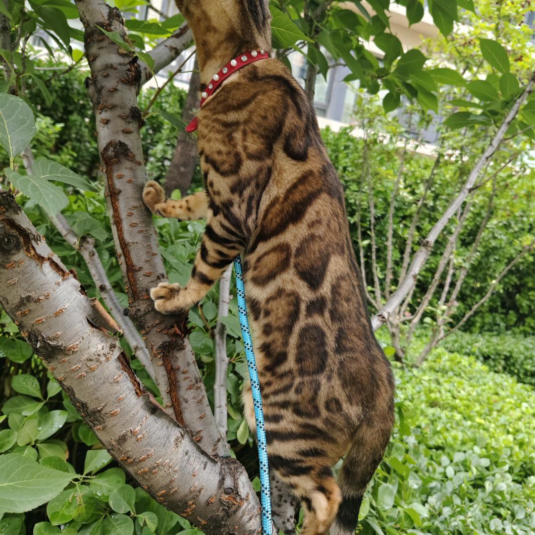 北京尾巴日记严选铺子