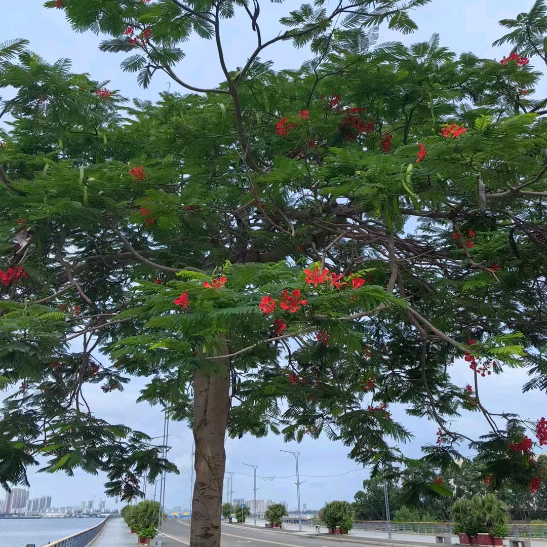 征服商务信息咨询