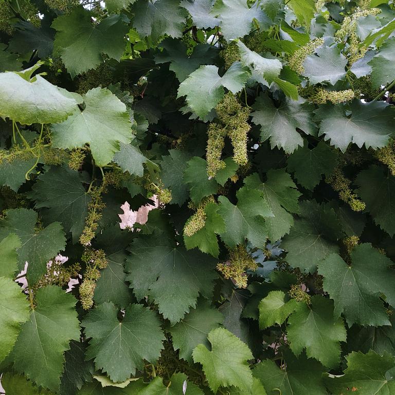 好运连连选好物