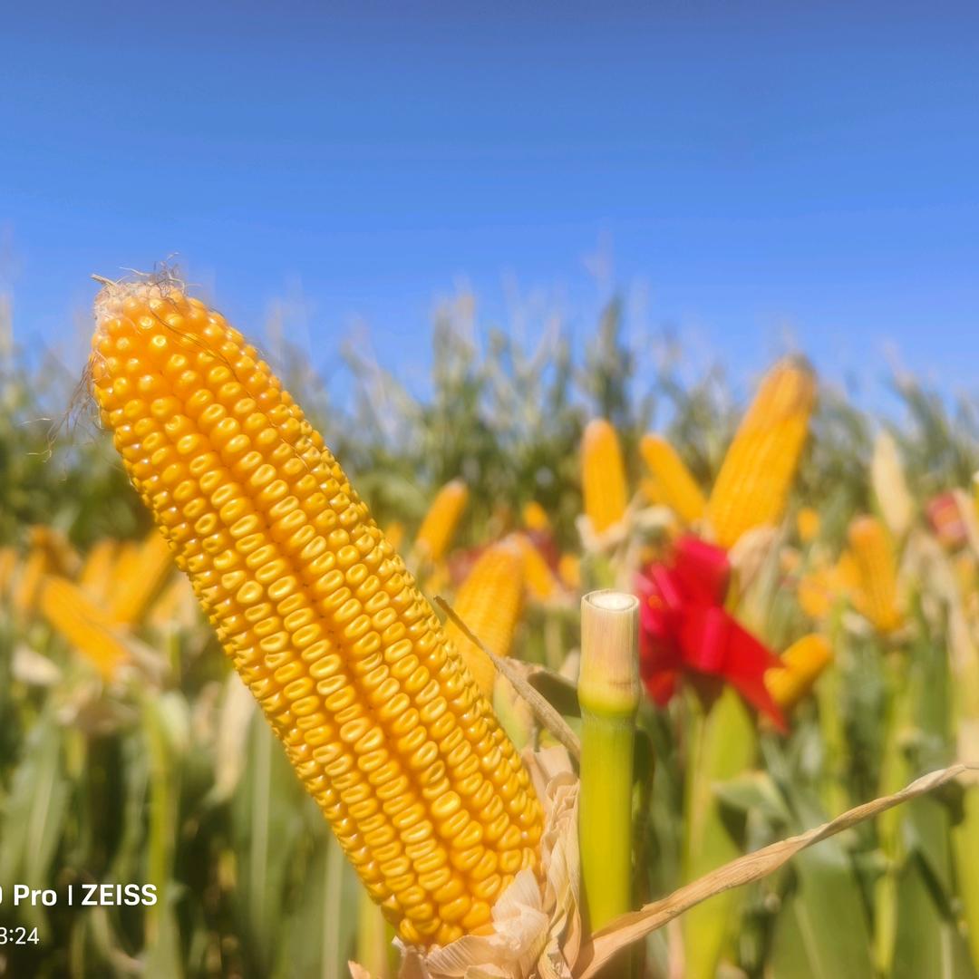 禾农盛农业芦晓丽
