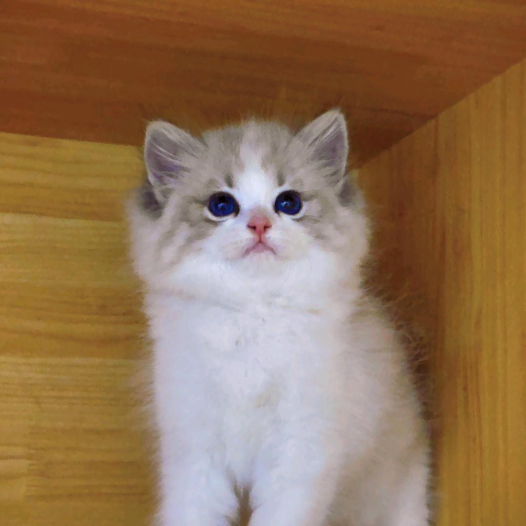 爱写故事的喵小叔（鉴猫指南）