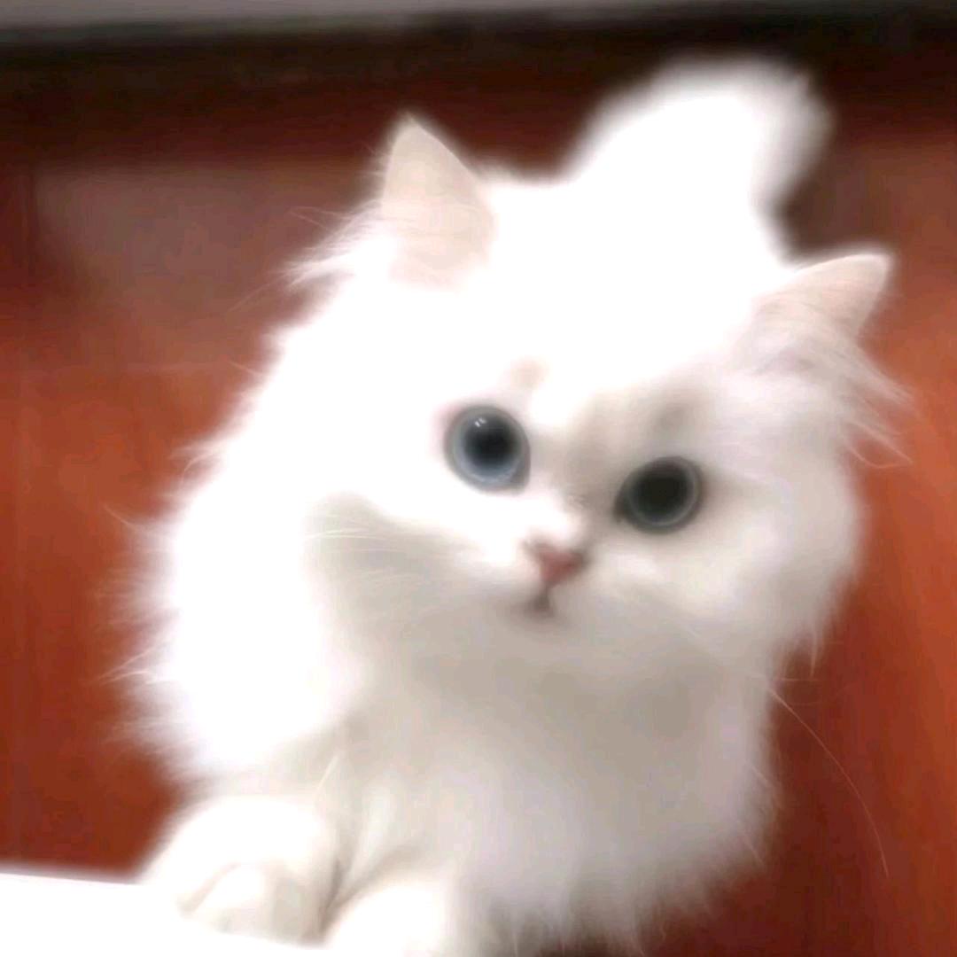 极好的