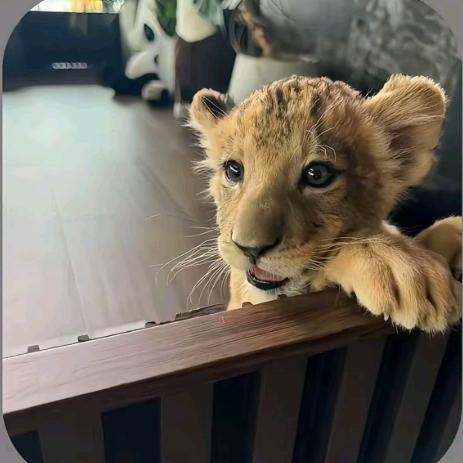 行别营镇汾酒杏花村