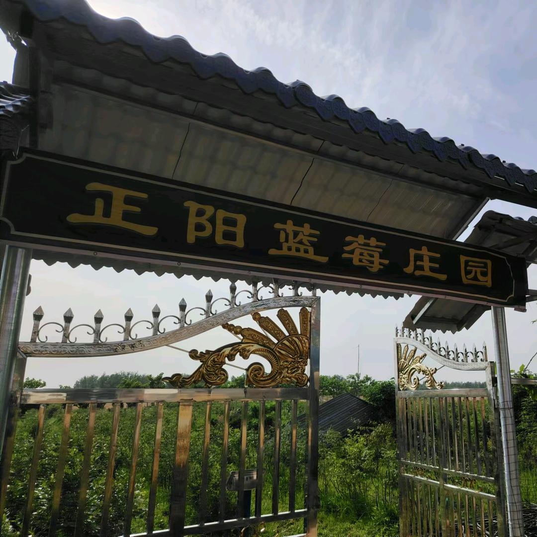 正阳蓝莓.阳光玫瑰