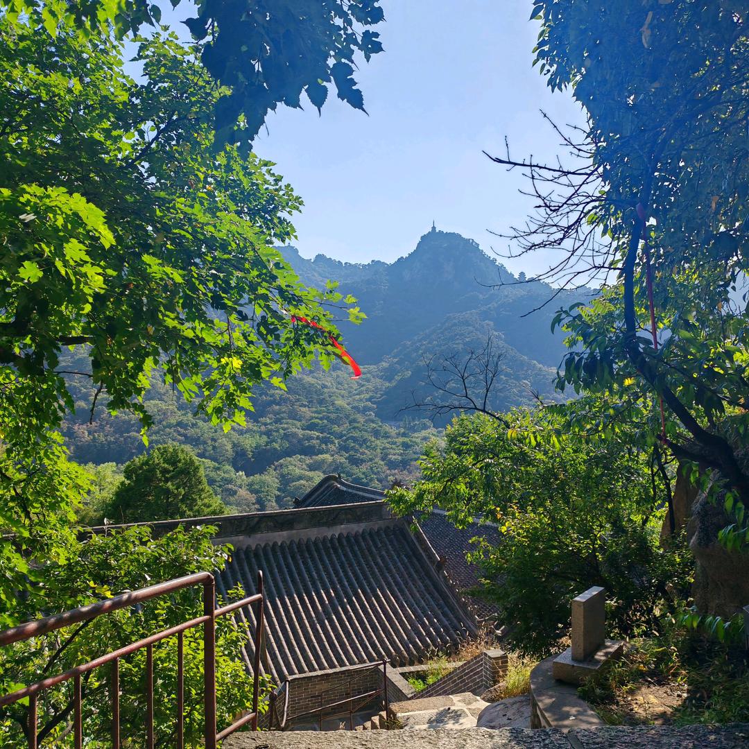 龙鲤