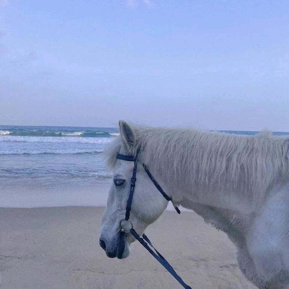 老马🐴