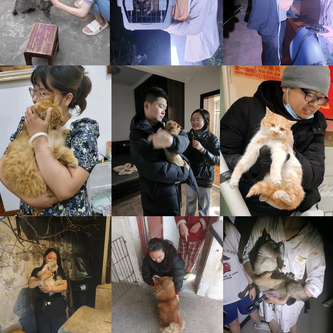 本地同城寻猫寻狗平台