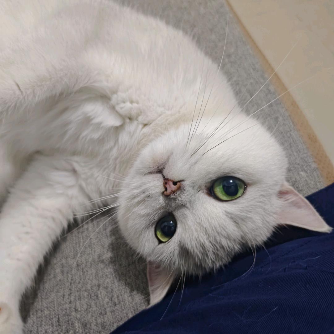 奶油还是个宝宝要疼爱❤️