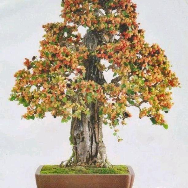 安花源盆景花卉