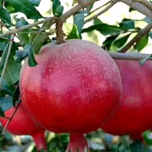 萨迪克🍉🍇买卖水果🍐🍑🍓