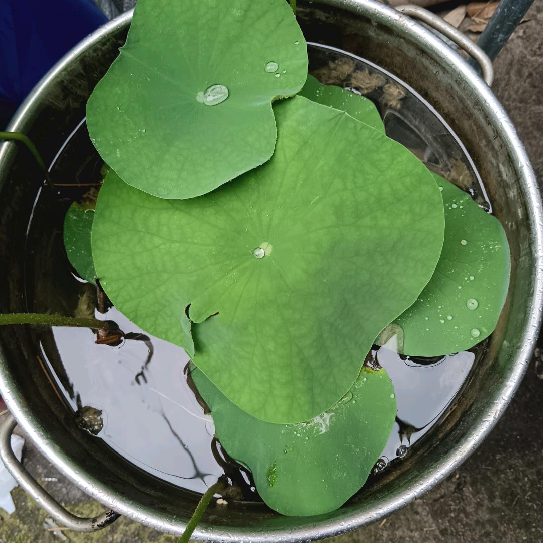 回头加油