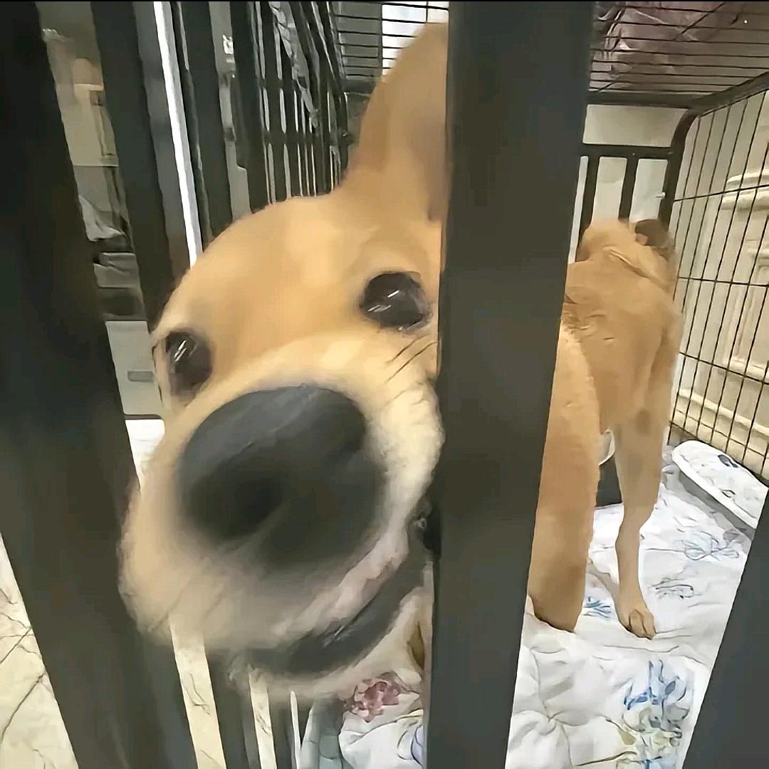 是怼怼