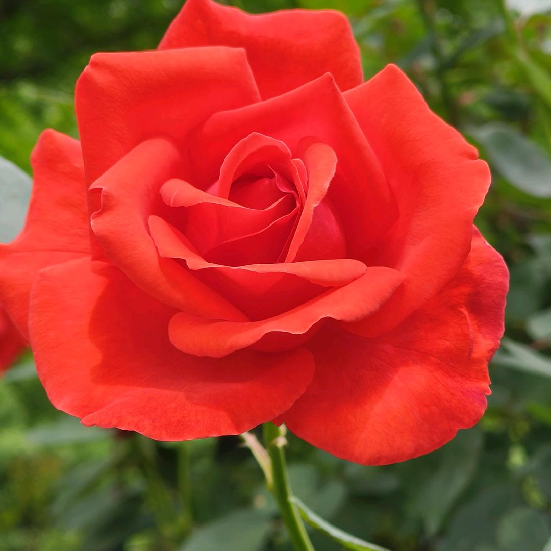 🌹🌹🌹人生没有如果🌹🌹🌹