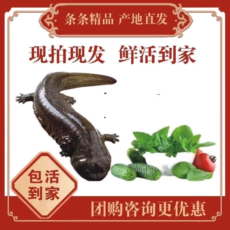 洈水娃娃鱼妮姐