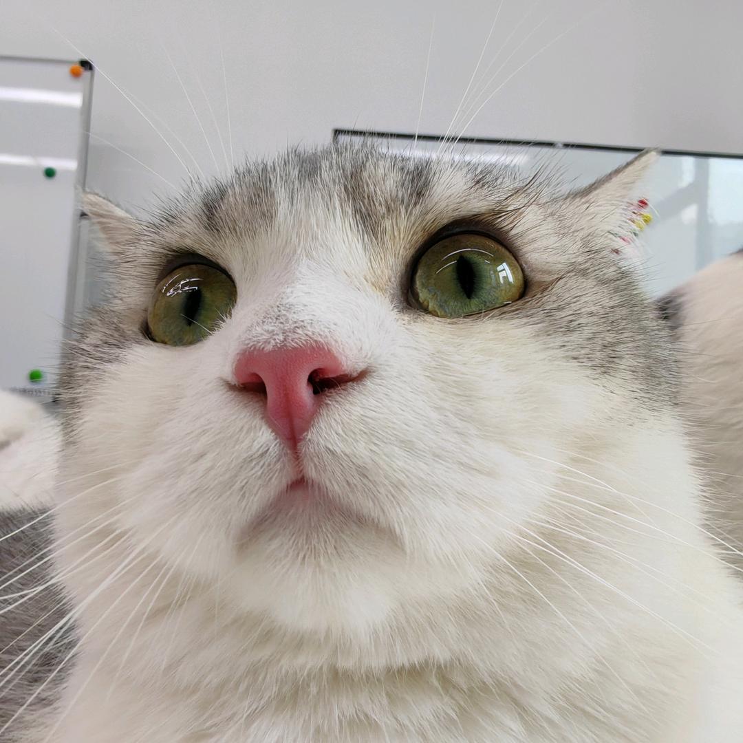 知微萌宠