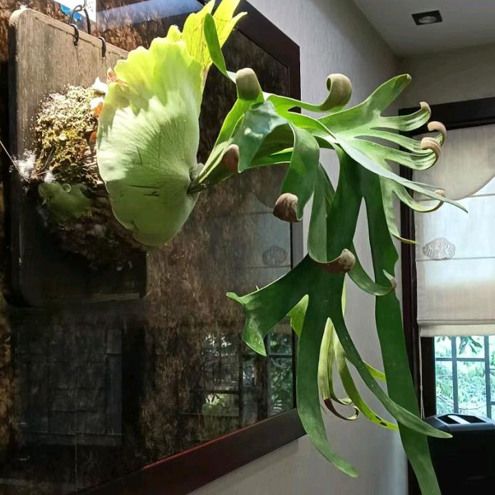 庆丽姐