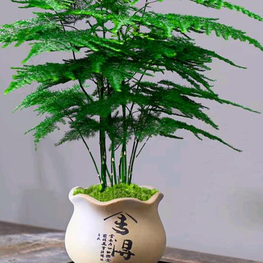 缘觉