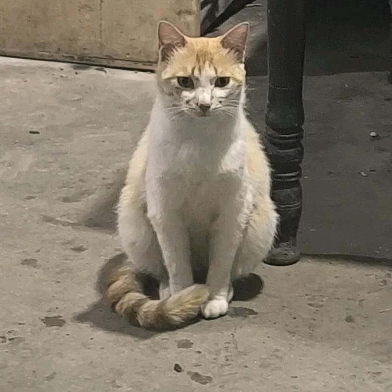月光丶