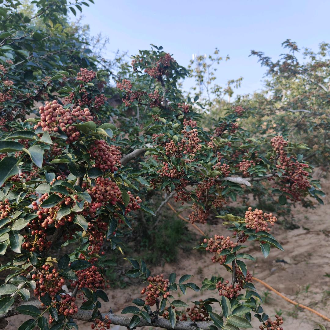 富平’花椒柿子产业基地