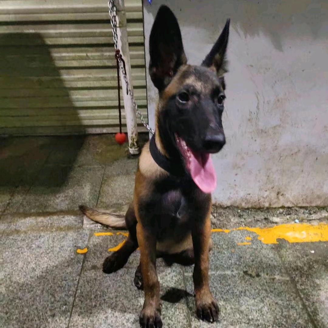 五红犬五黑犬