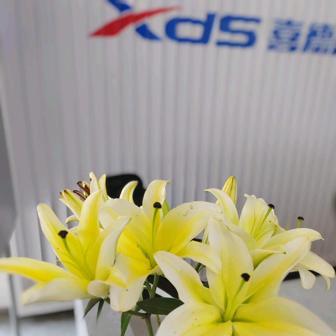 大旺喜德盛专卖店