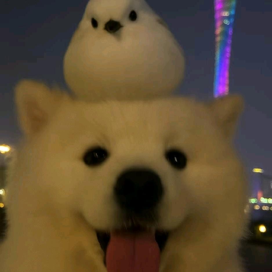 西西小飞侠