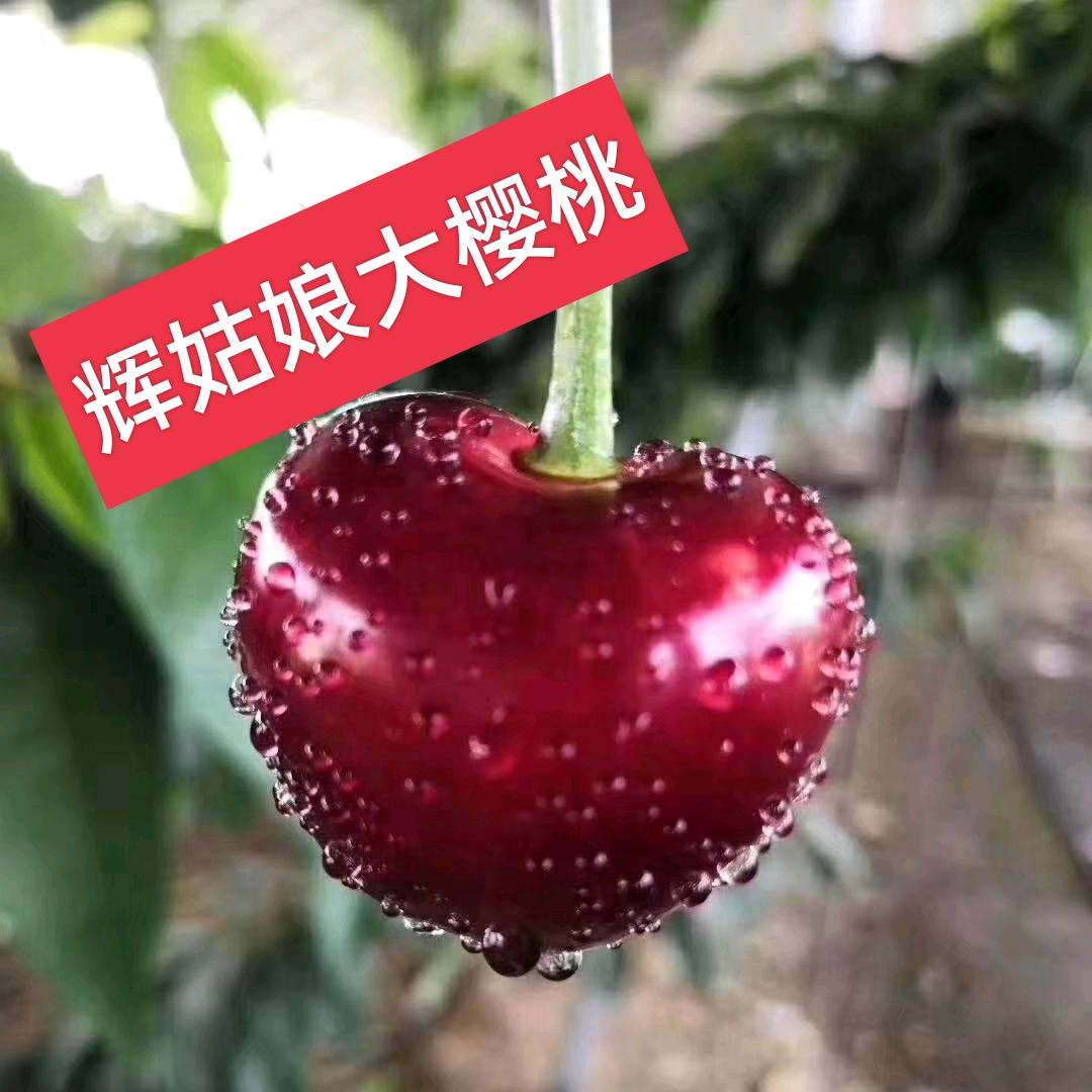 🍒辉姑娘大樱桃🍒