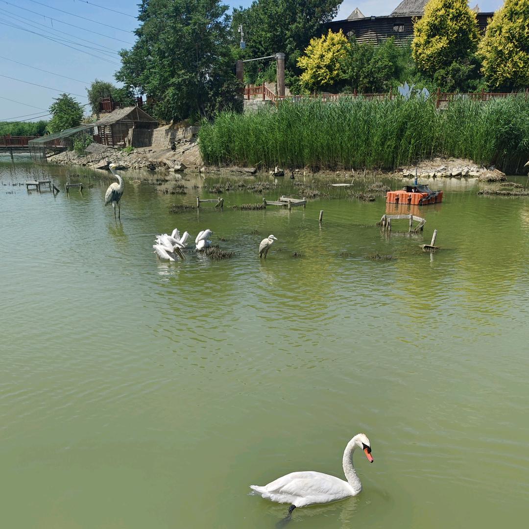 小露