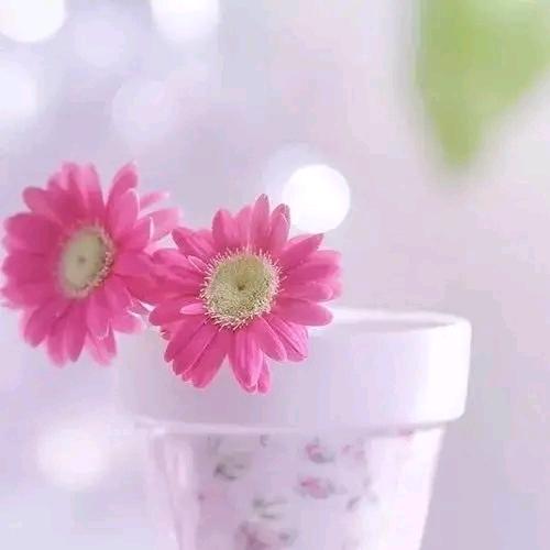 Ϛ⃘๑•͡ .̫•不期♡而遇ℒฺℴฺνℯ