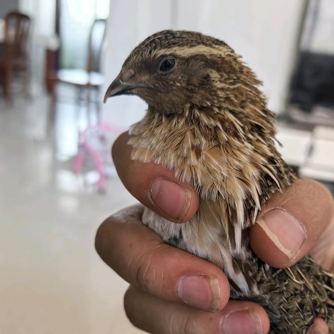小萌斗鹌鹑