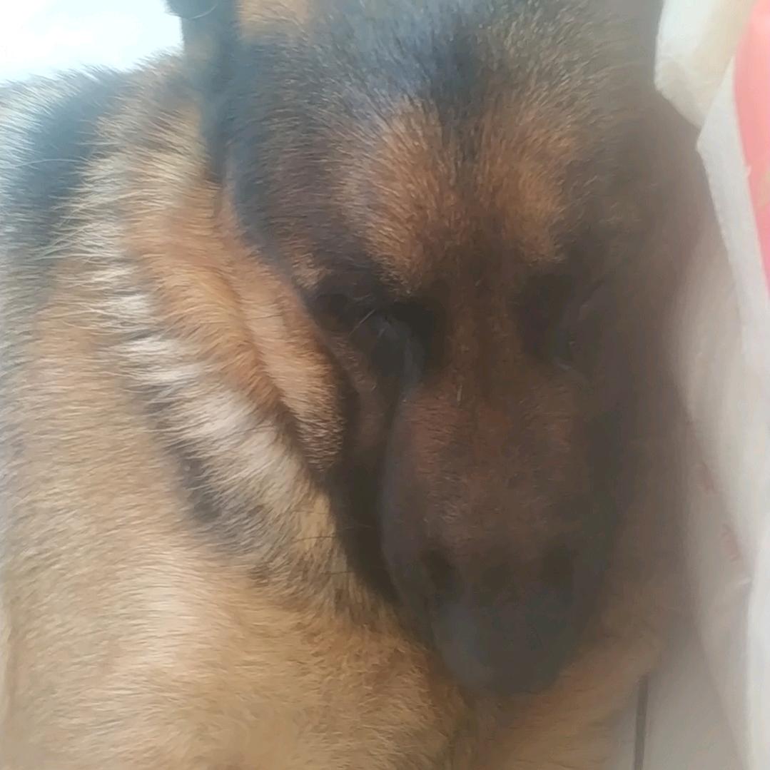 猕猴桃
