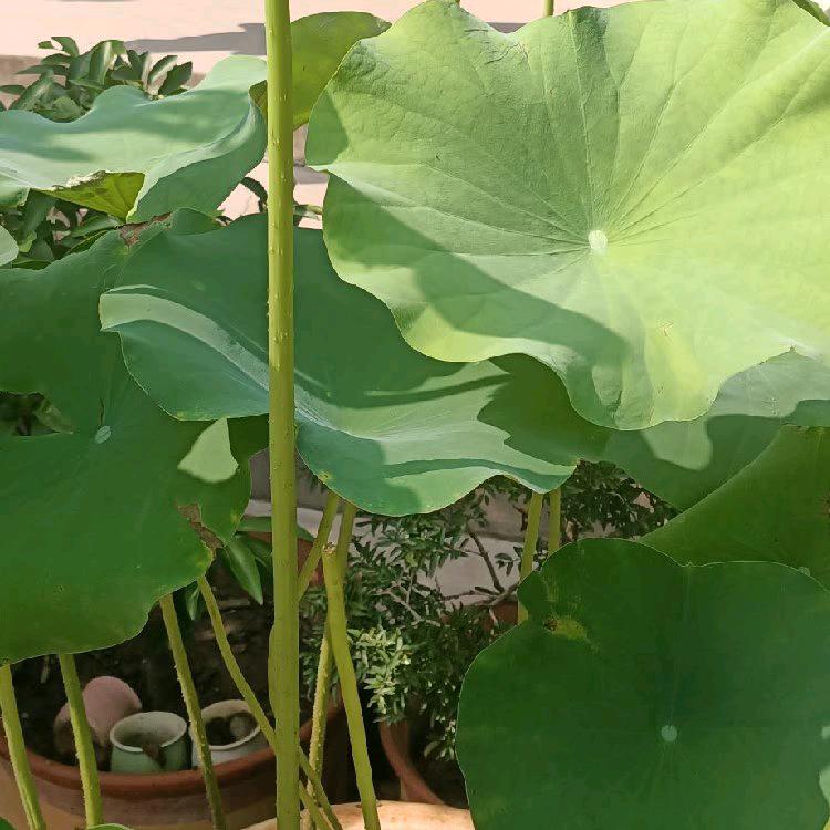 清纯荷花。据私信