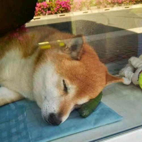 挂底大师