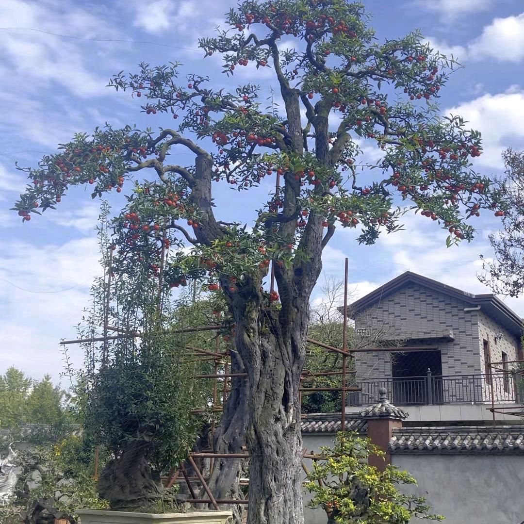 南棠震翊果树苗木专卖店