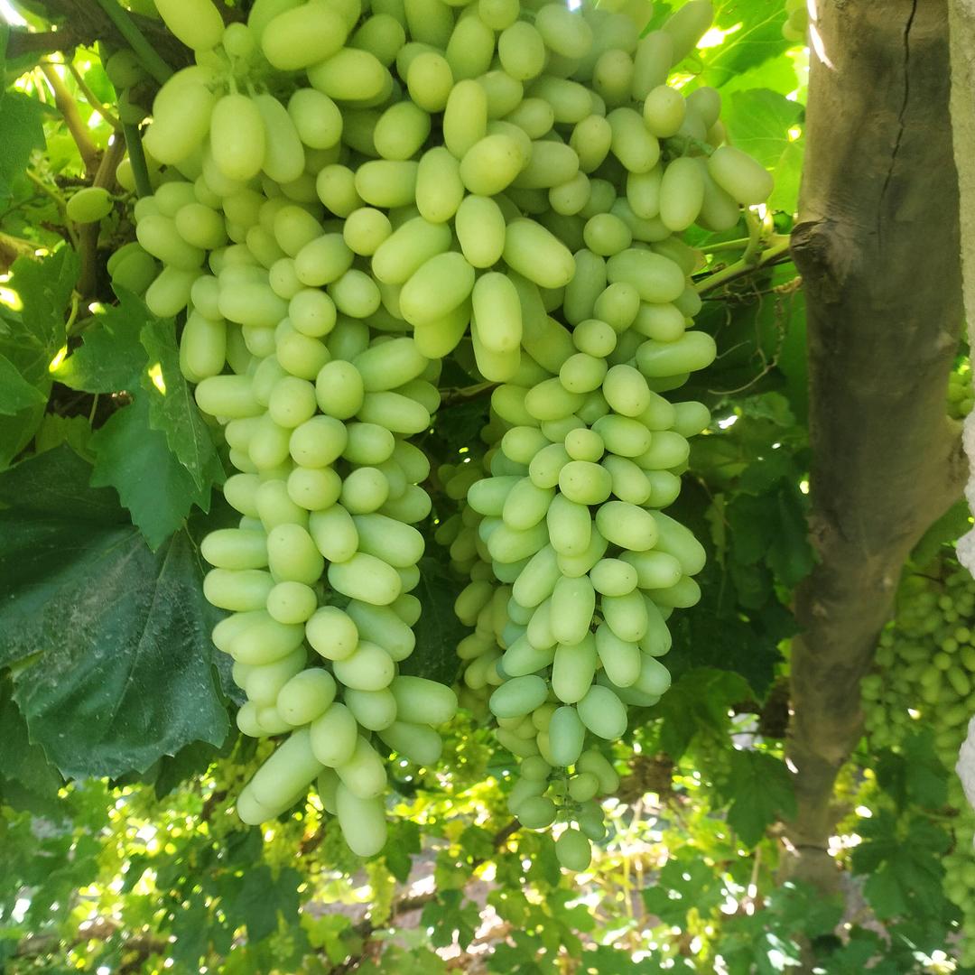 志锋葡萄（不定时直播）