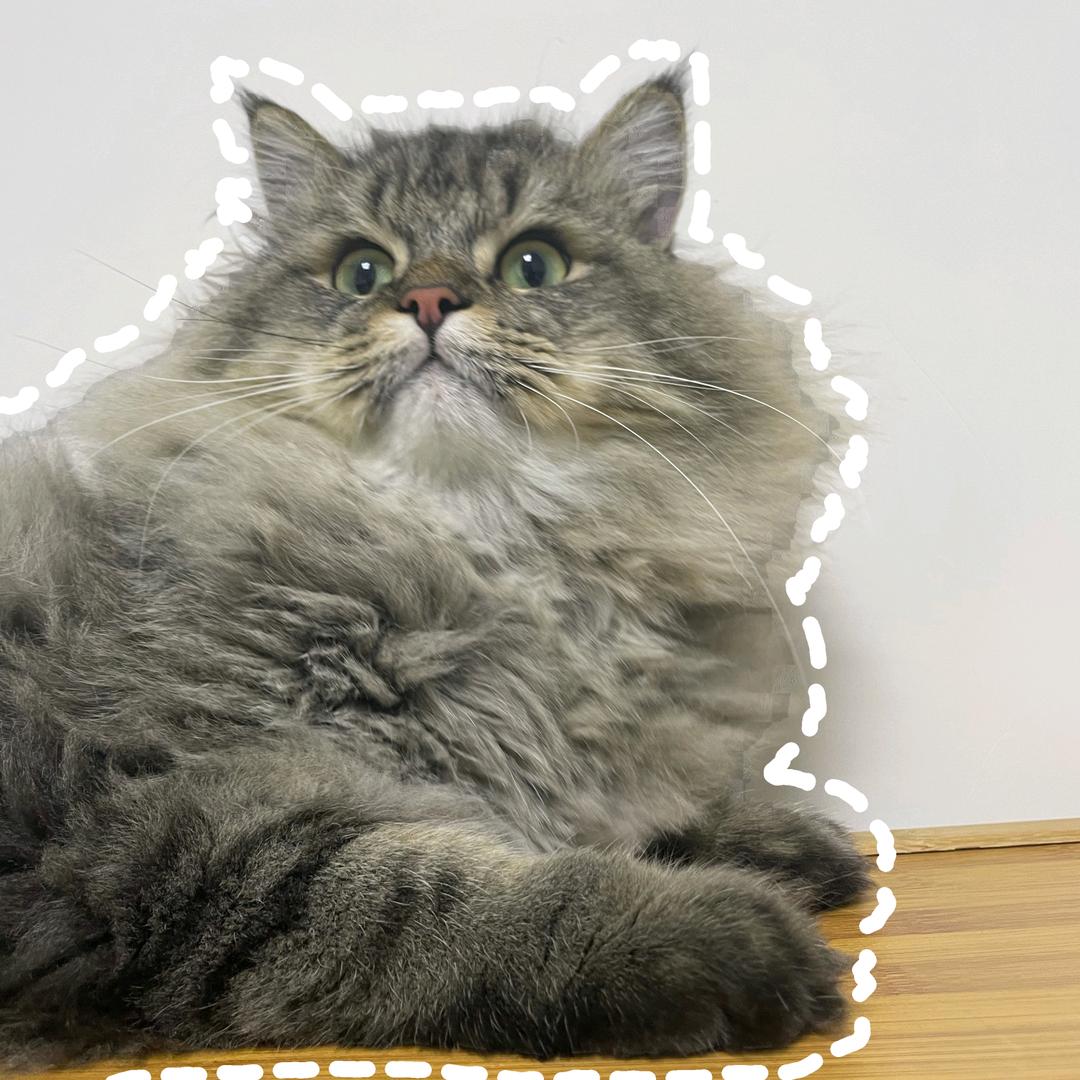 果皮（三角洲行动）